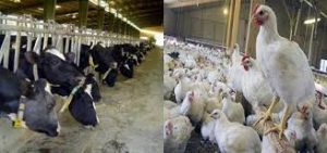 مزایای صدف معدنی در تغذیه دام وطیور