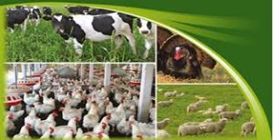 تولیدی خالص کربنات کلسیم جیره خوراک دامی