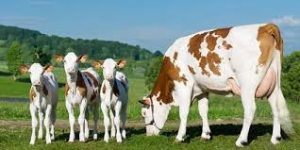 مزایا مصرف صدف معدنی در خوراک دام طیوری