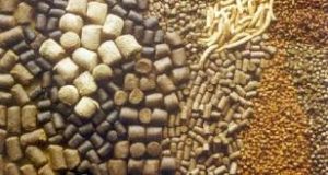 اهمیت مصرف پودر صدف معدنی در خوراک دامی