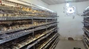 شرکت تولیدی پودر صدف مناسب معدنی برای پرورش