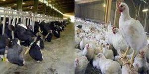 صدف معدنی دام