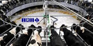 مزایای مصرف پودر صدف معدنی در تغذیه دامی