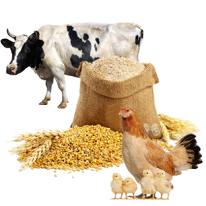 پودر صدف معدنی دامی