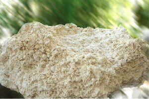 فروش پودر صدف کوهیمشاوره و فروش صدف معدنی و نقش آن در تامین کلسیم