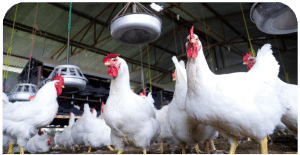 مرکز پخش فسفات خوراکی