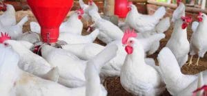 مرکز پخش فسفات خوراکی