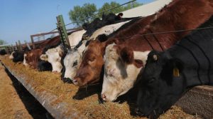 قیمت بهترین مکمل درمانی