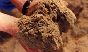 پودر ماهی در جیره طیور