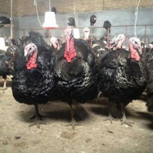 پودر ماهی دان بوقلمون