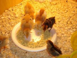 صدف معدنی پودر شده طیور