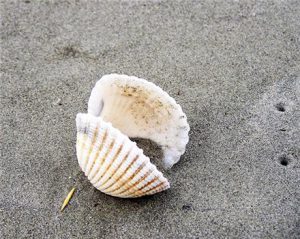 خریداران عمده صدف معدنی