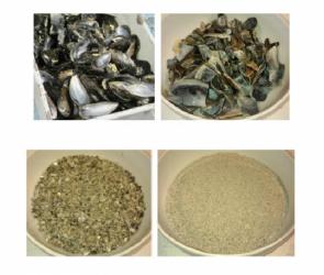 پودر صدف معدنی ارگانیک