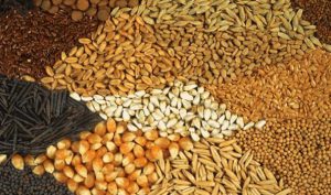 سایت فروش کنسانتره دام