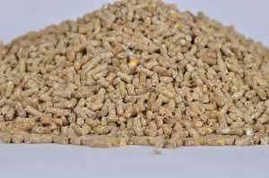 قیمت عمده کنسانتره دام