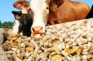 مکمل دامی با فسفر 30%