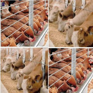 بهترین مکمل خوراک دام