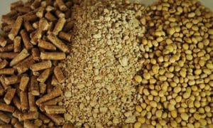 فروش عمده کنسانتره دام