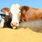 بهترین نوع مکمل دام