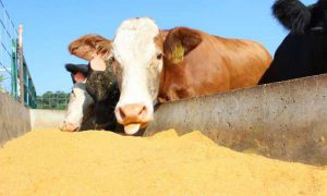 بهترین نوع مکمل دام